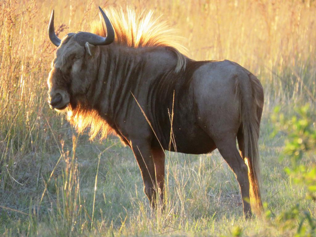 Dawsons Game Lodge Badplaas Εξωτερικό φωτογραφία